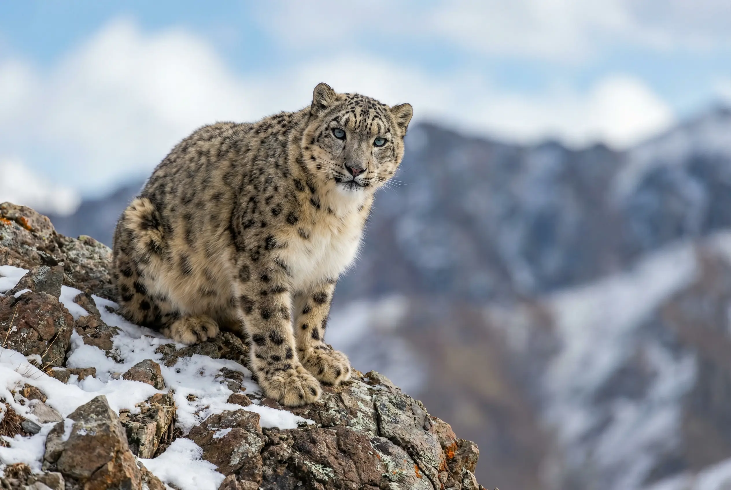 1K, 2K, and 4K Output for Professional Clarity